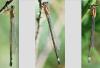 Ischnura elegans